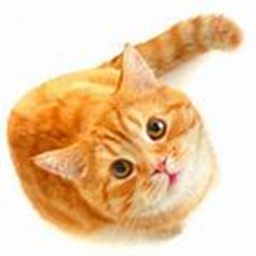 The cats hangout [REALEASE}