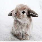 EpicBunnysForLyfe