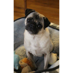 Pug life matters