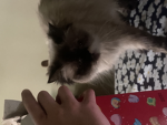 g pigs-