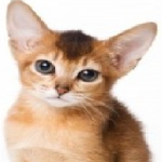 CatsRCool