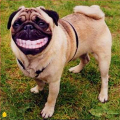 smileing dog PUG!! Roblox decal