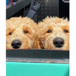 PUPPYTEAM#
