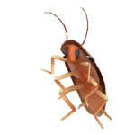 Yourlocalroaches Group