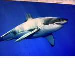 Universe sharks