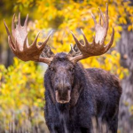 Moose Yt