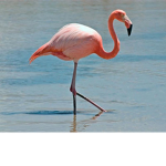 The flamingo team club