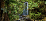 Group rainforest