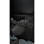 Avocadyxedit