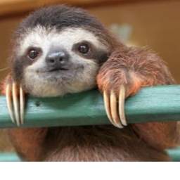 The Turbo Sloth Arena