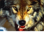 tigerstar37's Group