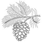 Pine cone Air