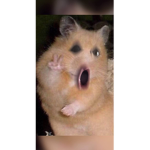 The Hamsters 4life!