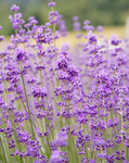 lavender blossom squad