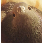 Help me banana