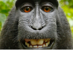 BIG MAN_monkey