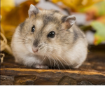 Hamsters Group squad