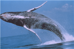Save the Whales.!.