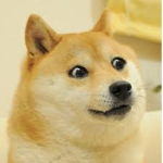 A group for dogs