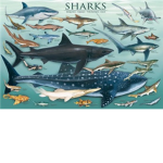 shark tanks co.