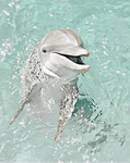 Dylan’s dolphins
