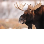 moose reunite