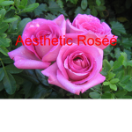 Aesthetic Roséé
