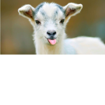 Thegoodgoats