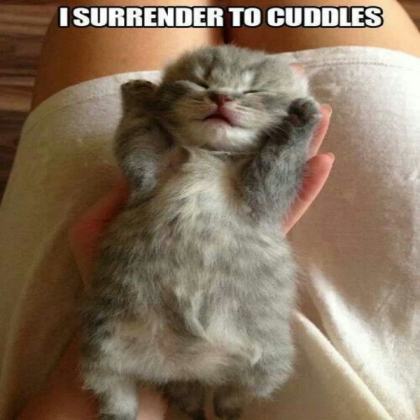 cat meme :D Roblox decal