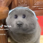 chinese cat.