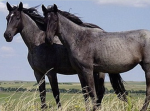 Horse riders and a player of wild horse islands