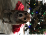 Christmas Dogs