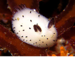 sea bunnies<3