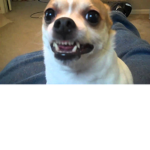 Demonic Dogs