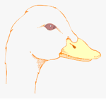 Duck | Army