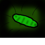 Cucumbers Club
