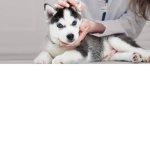 ._.puppy’s._.