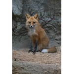 Foxes united!.