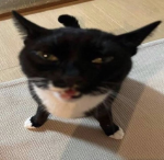xermos
