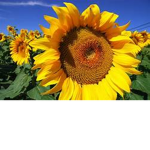 flowers clothing<3