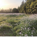 緑の地