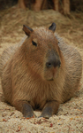 Capybara group1234