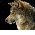 Wolves That Are United