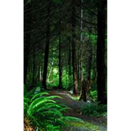 A Forest