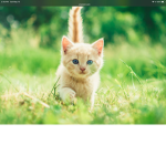 CAT CAt ARMEY