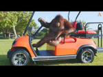 Monkey Collective