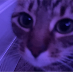 Blehbdjcjcjfjrjjfvjfjsjs