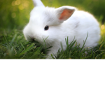 Bunny cult/group