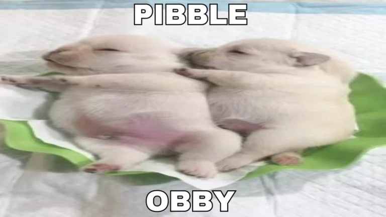 pibble obby