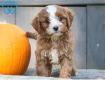 Doggy’s and puppy’s